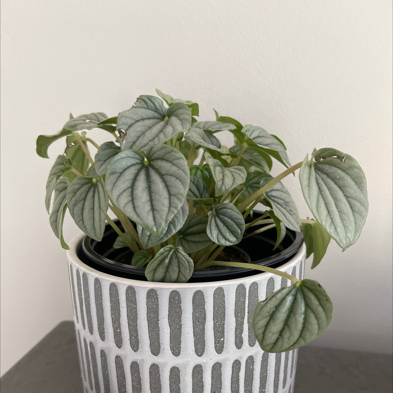 Peperomia Caperata plant photo by Miranda named Your plant on Greg, the plant care app.