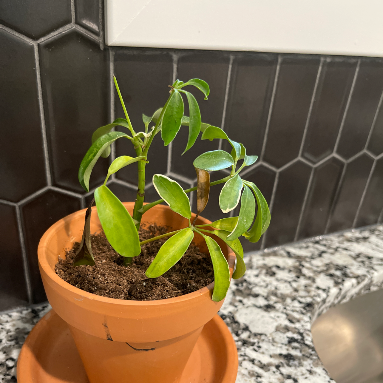 Dwarf Umbrella Tree plant photo by Miranda named Your plant on Greg, the plant care app.