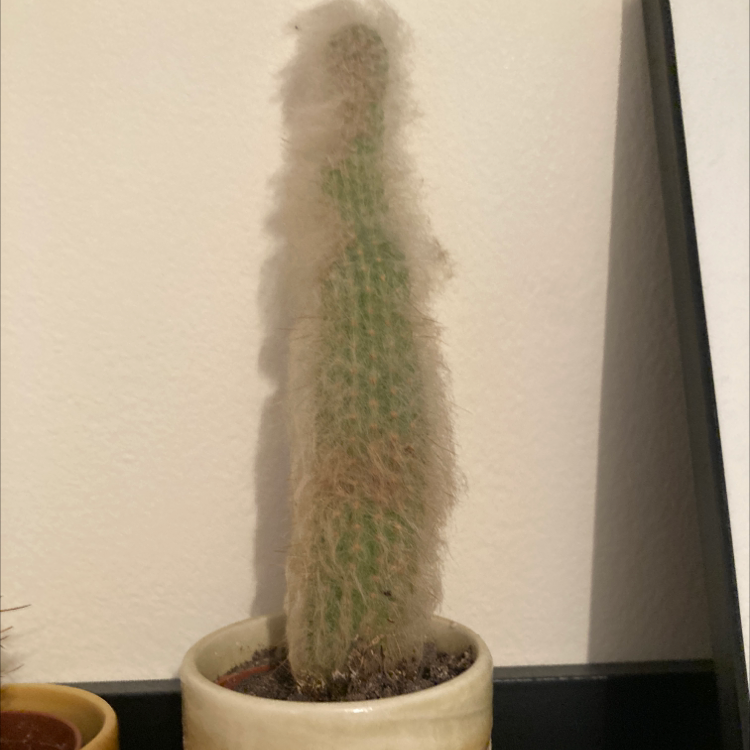 Photo of the plant species Cleistocactus strausii by Makenzi named Your plant on Greg, the plant care app