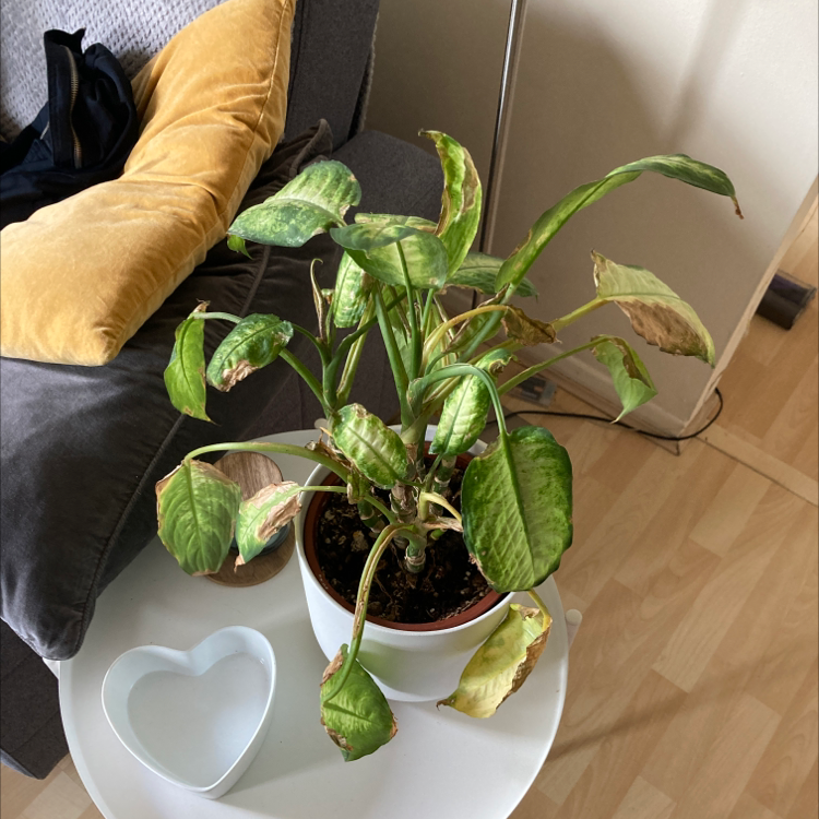 Dieffenbachia 'Camille' plant in a white pot with yellowing and browning leaves.