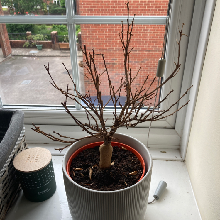 A potted Calamondin plant on a windowsill, currently without leaves or flowers.