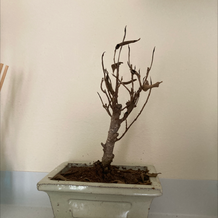 Mature Chinese Elm bonsai with thick, gnarled trunk and bare branches in a white rectangular planter, well-framed against plain background.