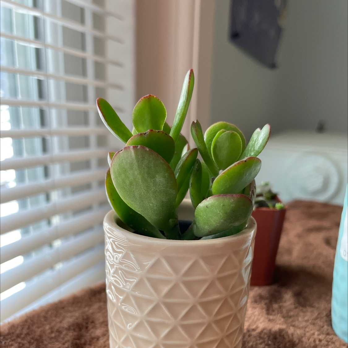 Photo of the plant species Jade by @izzyrusso named Sanders on Greg, the plant care app