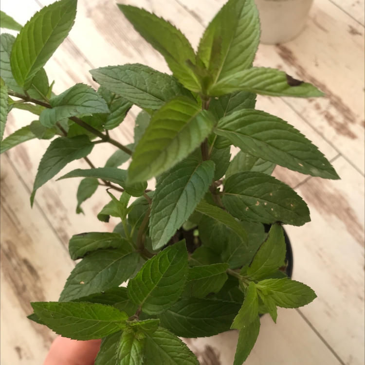 Healthy Chocolate Mint plant with vibrant green leaves, well-framed and in focus.