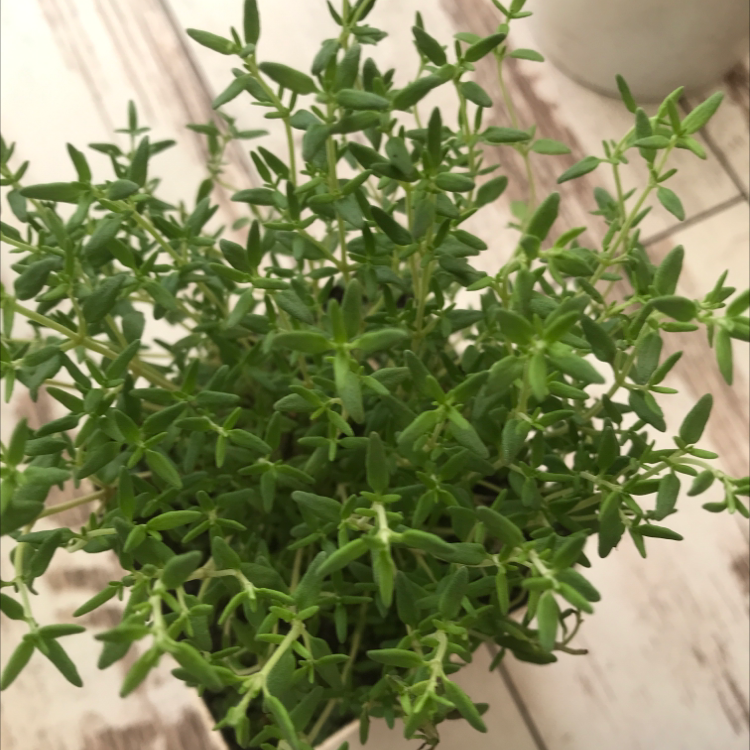 Photo of the plant species Common Thyme by @akro named orzeł on Greg, the plant care app