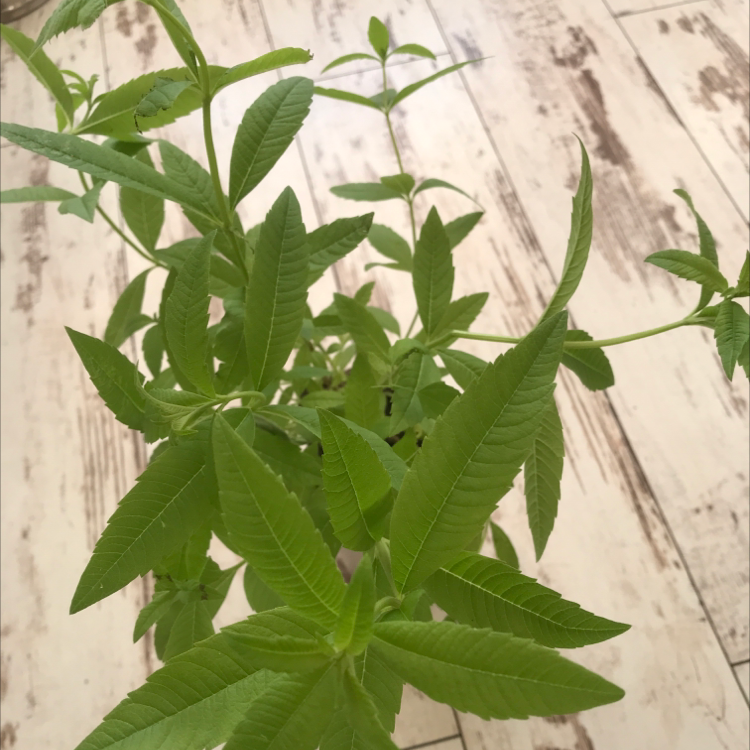 Photo of the plant species lemon verbena by @akro named wampirek on Greg, the plant care app