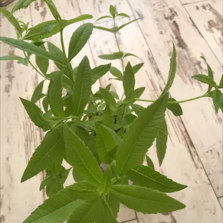 Photo of the plant species lemon verbena by @akro named wampirek on Greg, the plant care app