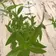 Calculate water needs of lemon verbena
