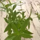 lemon verbena