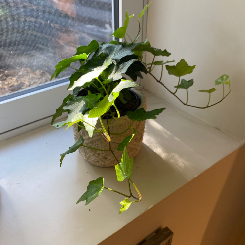 Photo of the plant species English Ivy by Ella named Line on Greg, the plant care app