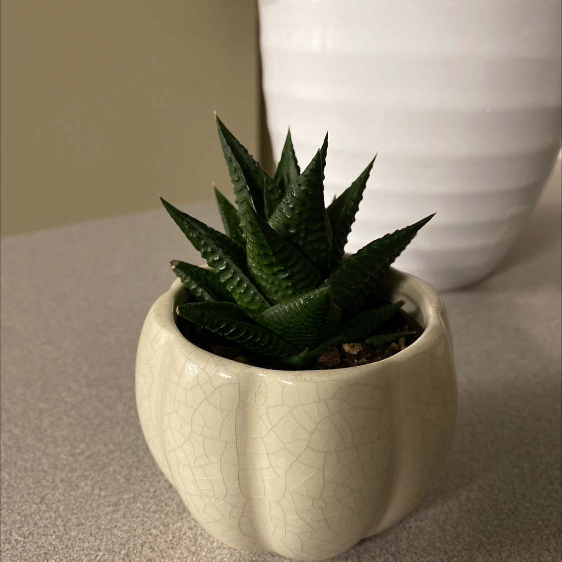 A healthy Fairy Washboard succulent plant with long pointed dark green leaves growing in a white ceramic pot.