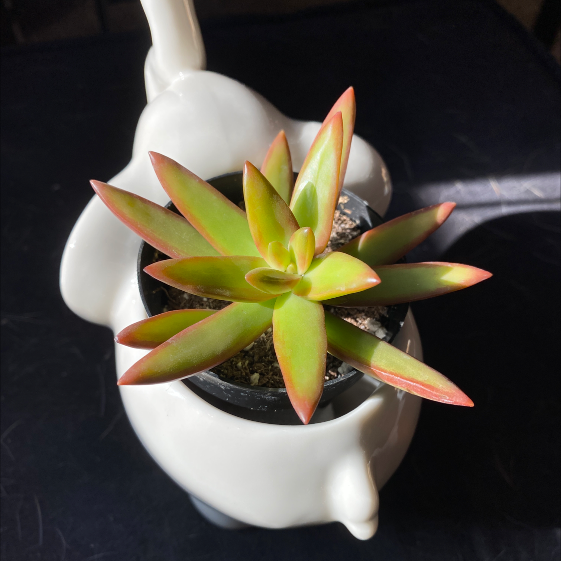 Photo of the plant species Golden Sedum by @cmciganik named Scarlett on Greg, the plant care app