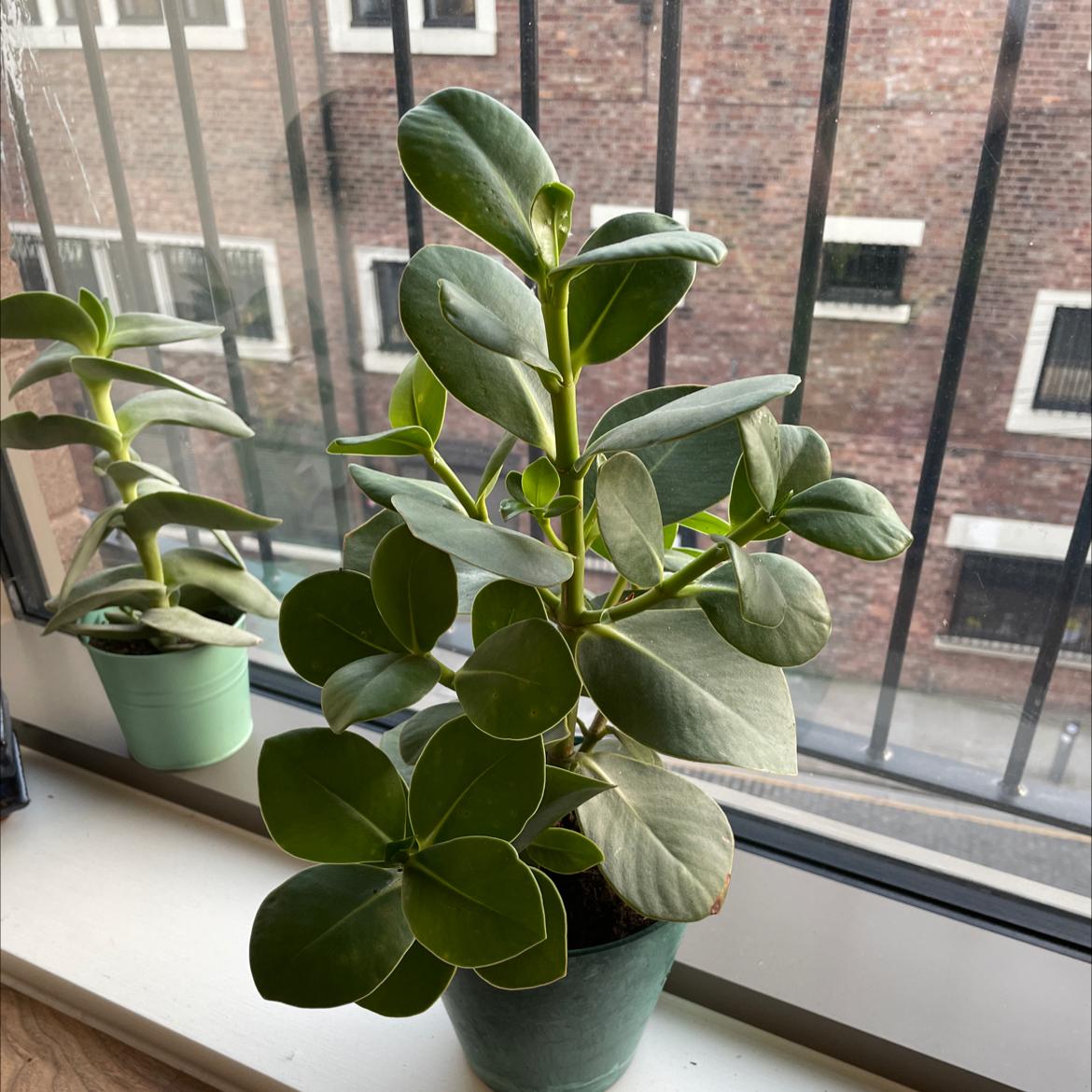 Natal Plum plant with thick, glossy green leaves on a windowsill. Another plant in the background.