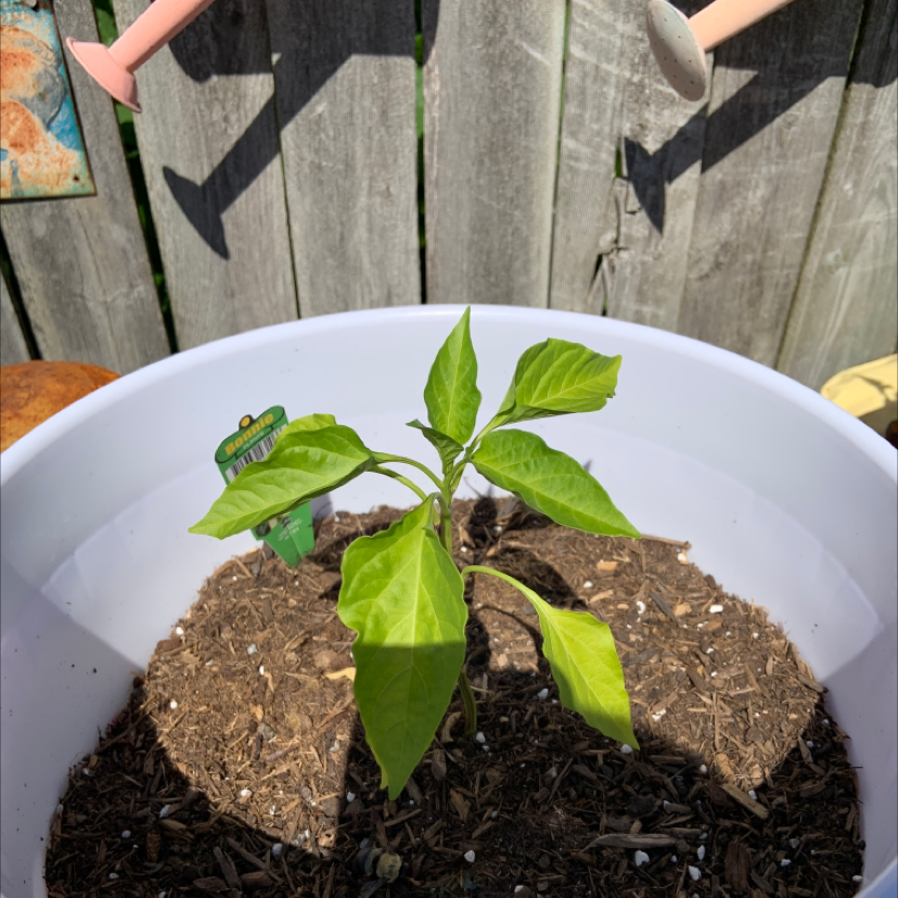 Young Banana Pepper plant in a white pot with visible soil and slight leaf yellowing.