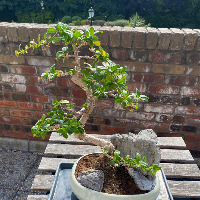 Photo of the plant species Fukien Tea Tree by Od named Keanu Leaves on Greg, the plant care app
