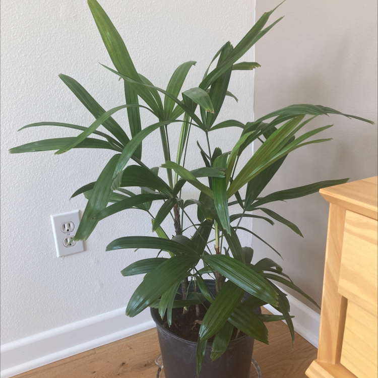 Healthy Rhapis palm in black pot with dark green fan-shaped fronds, in front of white wall and wooden furniture.