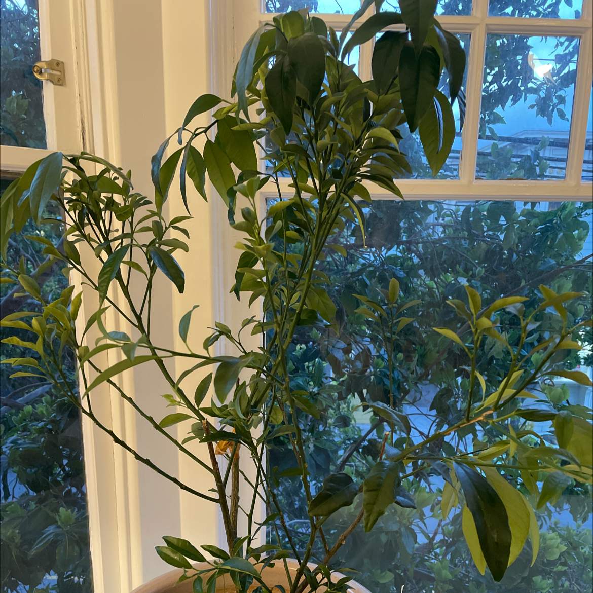 Indoor potted oval kumquat plant near a window with green leaves.