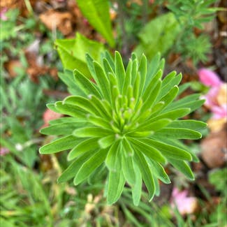 Cypress Spurge plant in Cornwall, England
