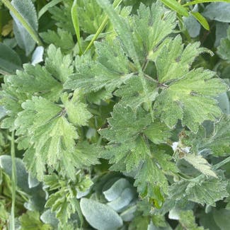 St. Anthony's Turnip plant in Cornwall, England