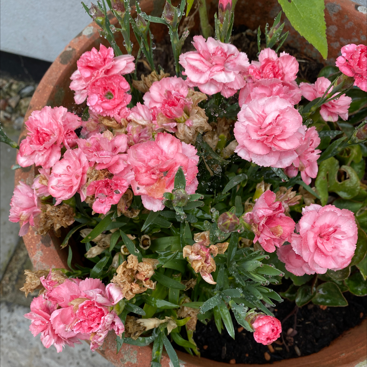 Potted Border Carnation with pink flowers, some wilted and discolored.