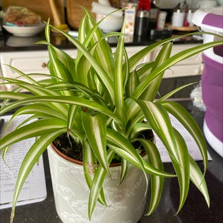 Spider Plant plant in Cornwall, England