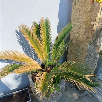 Sago Palm plant in Cornwall, England