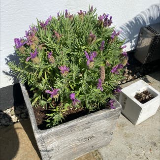 Lavender plant in Cornwall, England