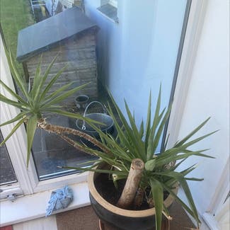 Blue-Stem Yucca plant in Cornwall, England