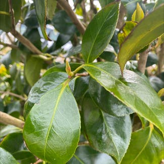 Camellia plant in Cornwall, England