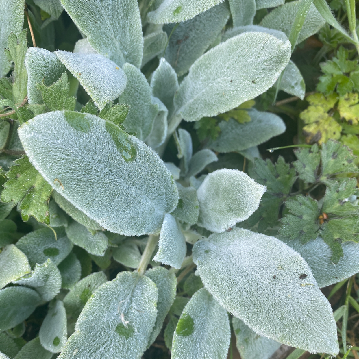 Lamb's Ear plant with soft, velvety leaves, well-framed and healthy.