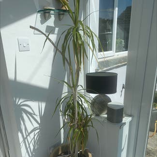 Dragon Tree plant in Cornwall, England