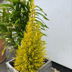 Seaside Goldenrod plant