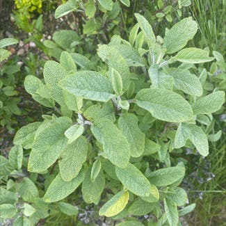 Common Sage plant in Cornwall, England