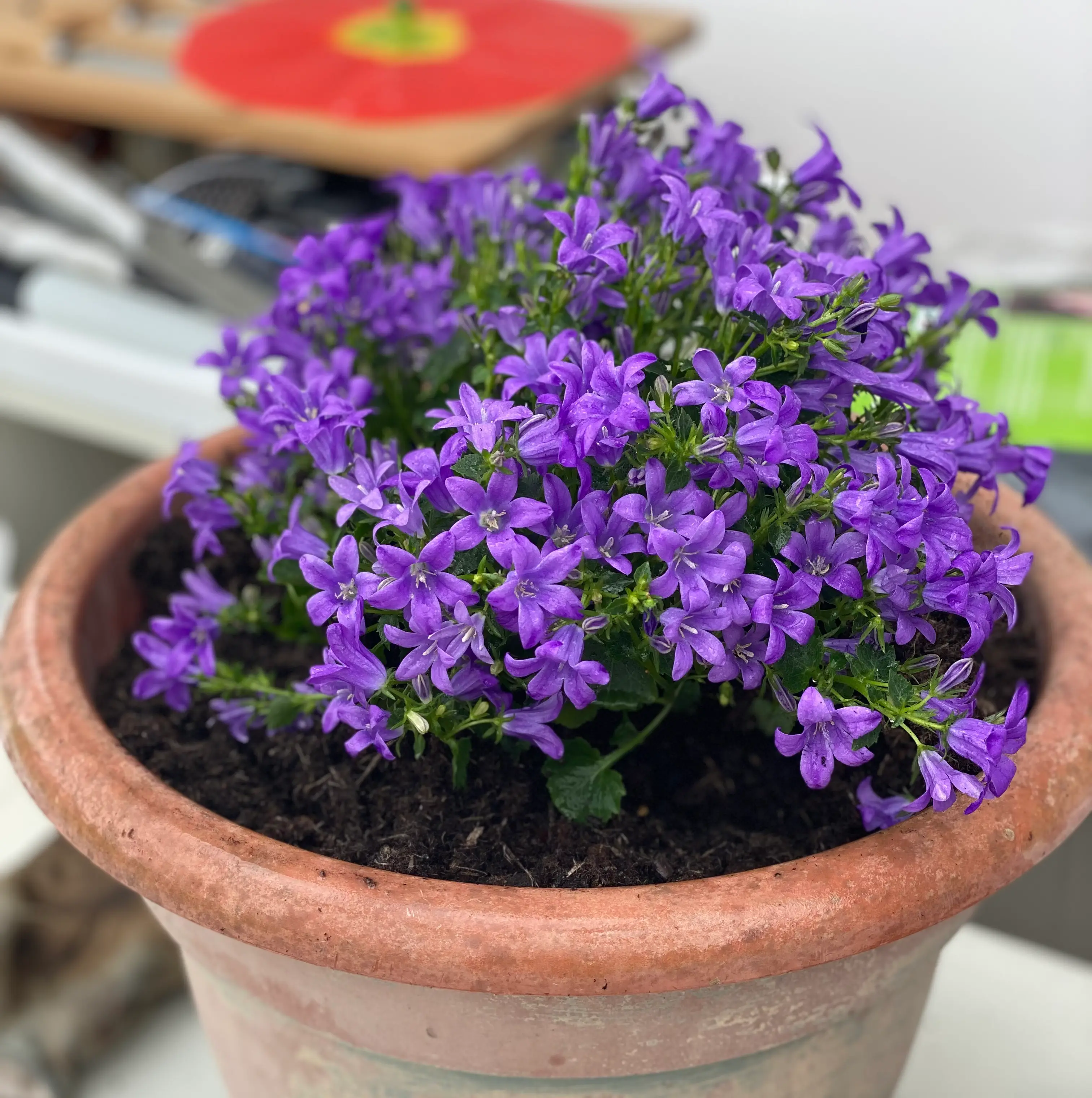Potted Peach-Leaf Bellflower with vibrant purple flowers, healthy and well-framed.