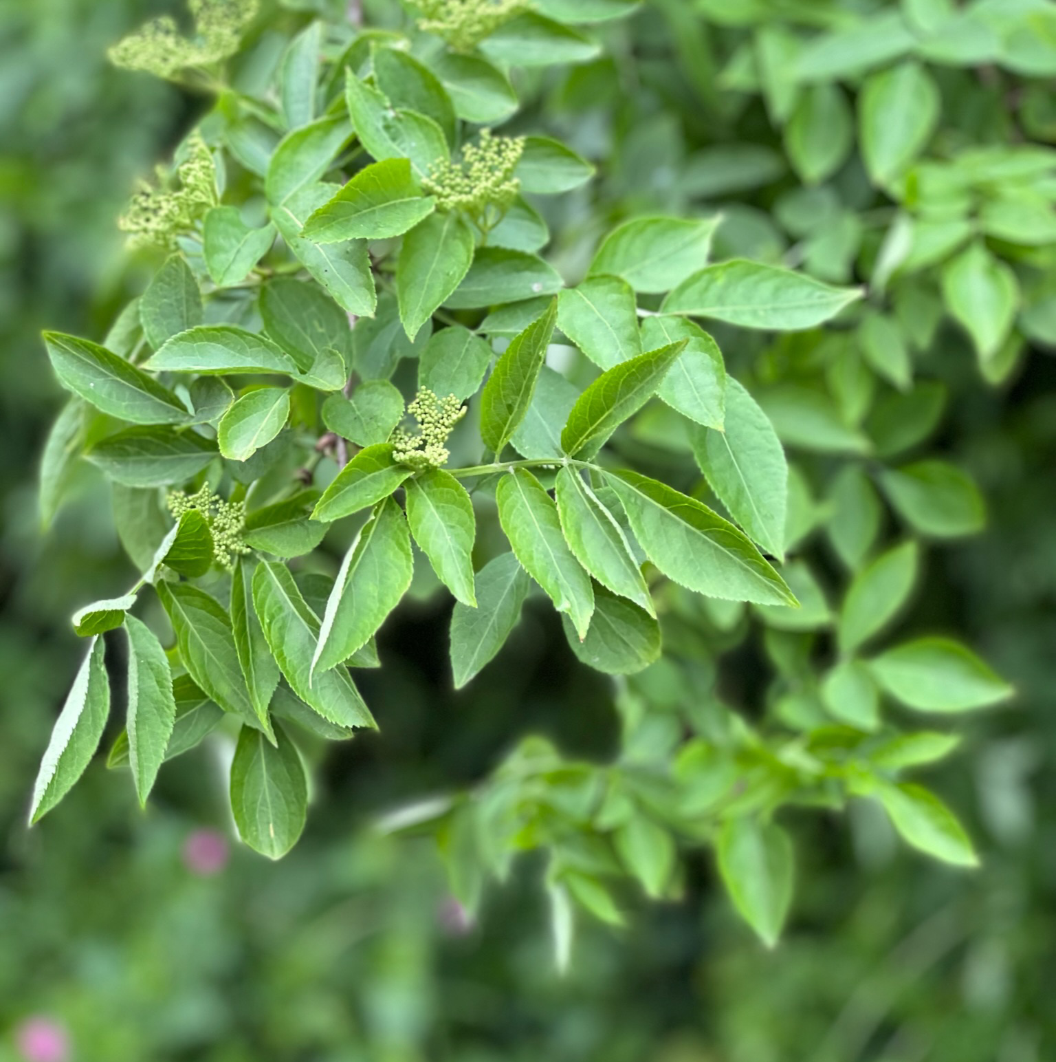 ⚠️ What Should I Do When Black Elderberry Leaves Turn Yellow?