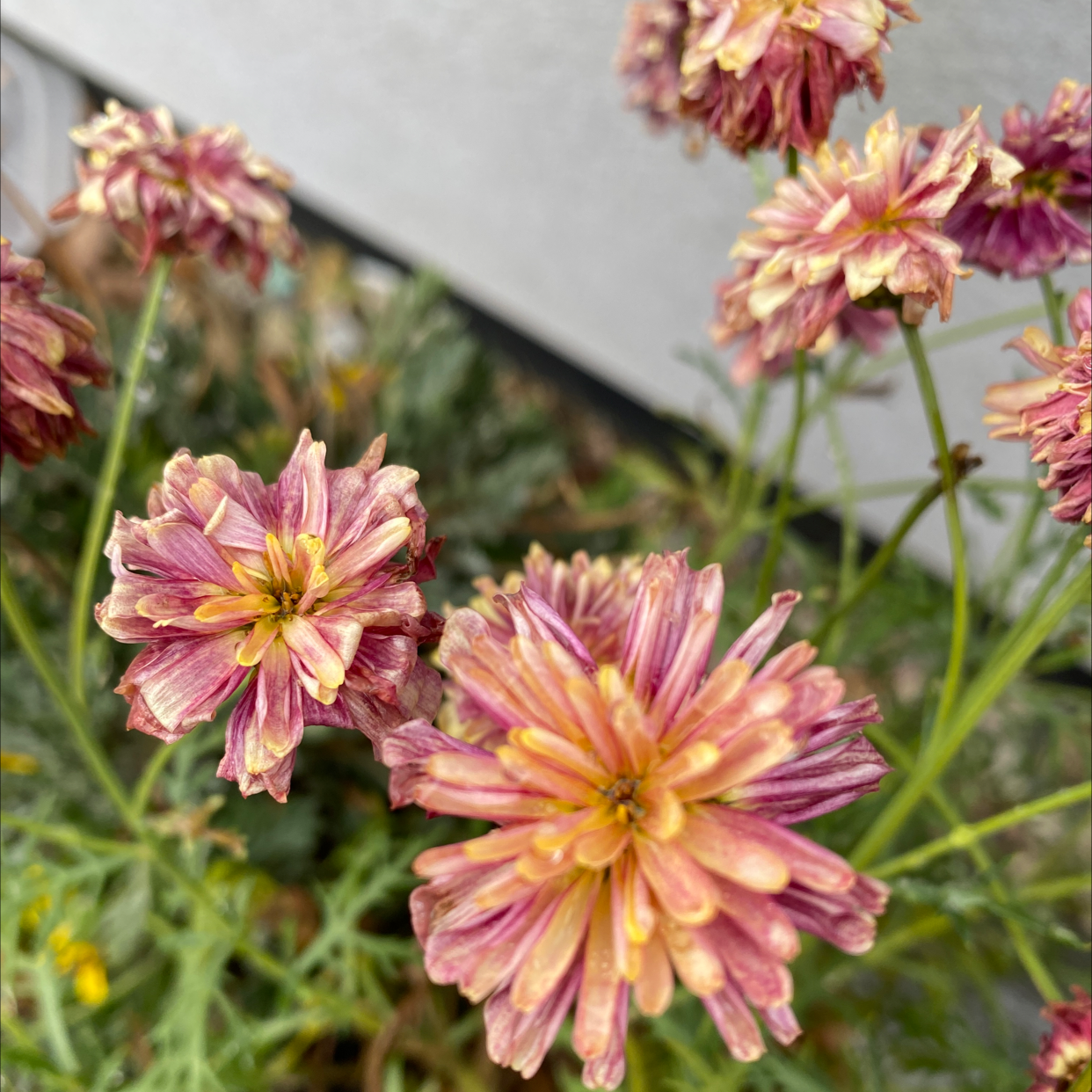 How Can You Tell If A Chrysanthemum zawadskii Is Dying?