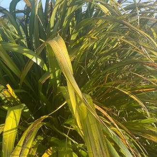 New Zealand Flax plant in Cornwall, England