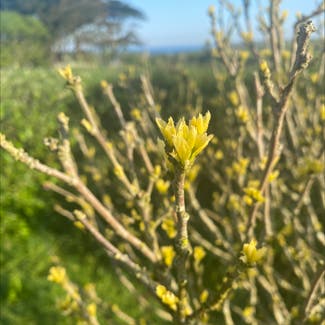 A plant in Cornwall, England