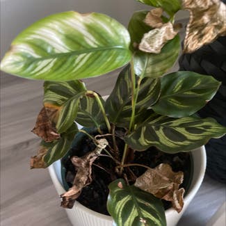 Rose Calathea plant in Fort Worth, Texas
