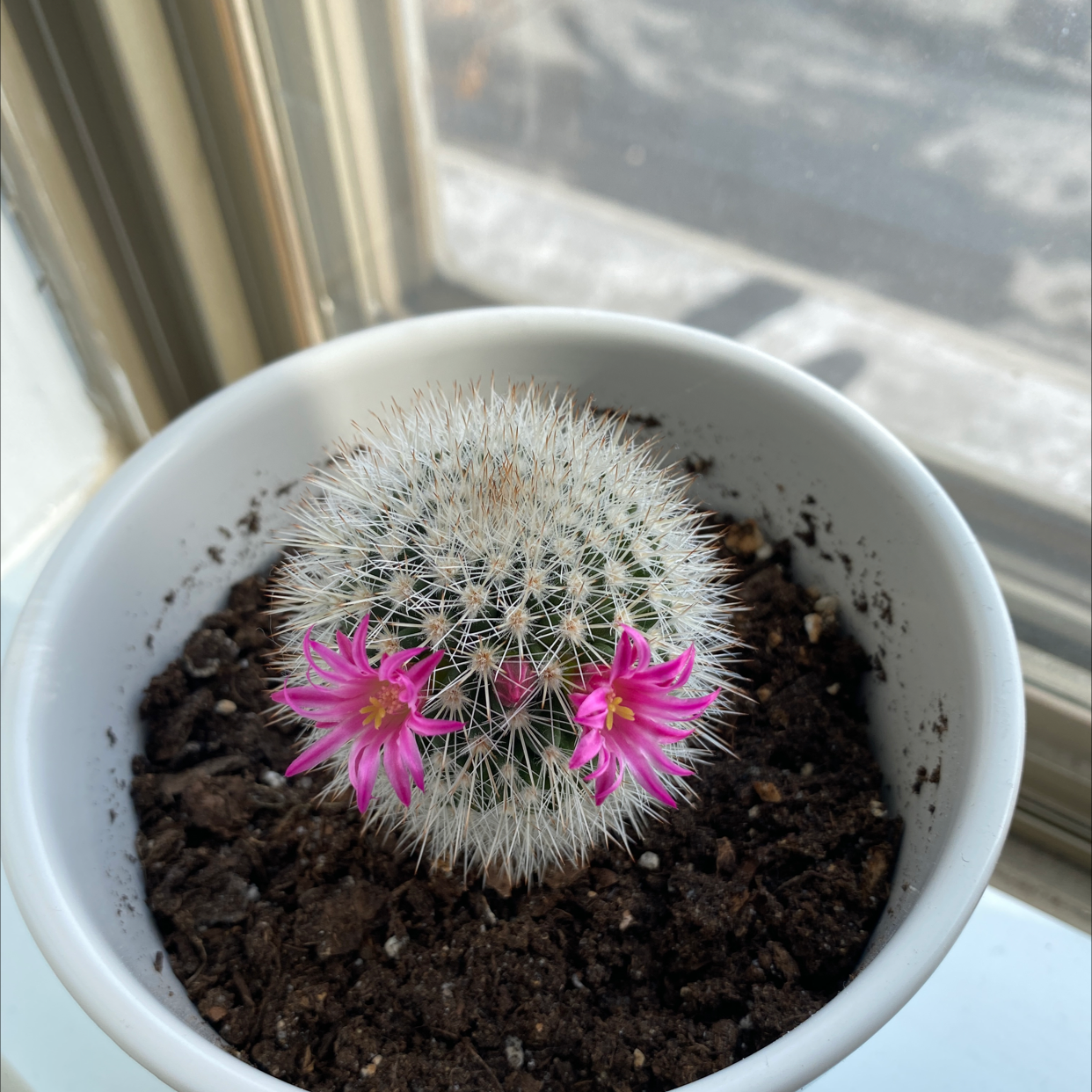 Twin Spined Cactus in a white pot with two pink flowers, placed by a window.
