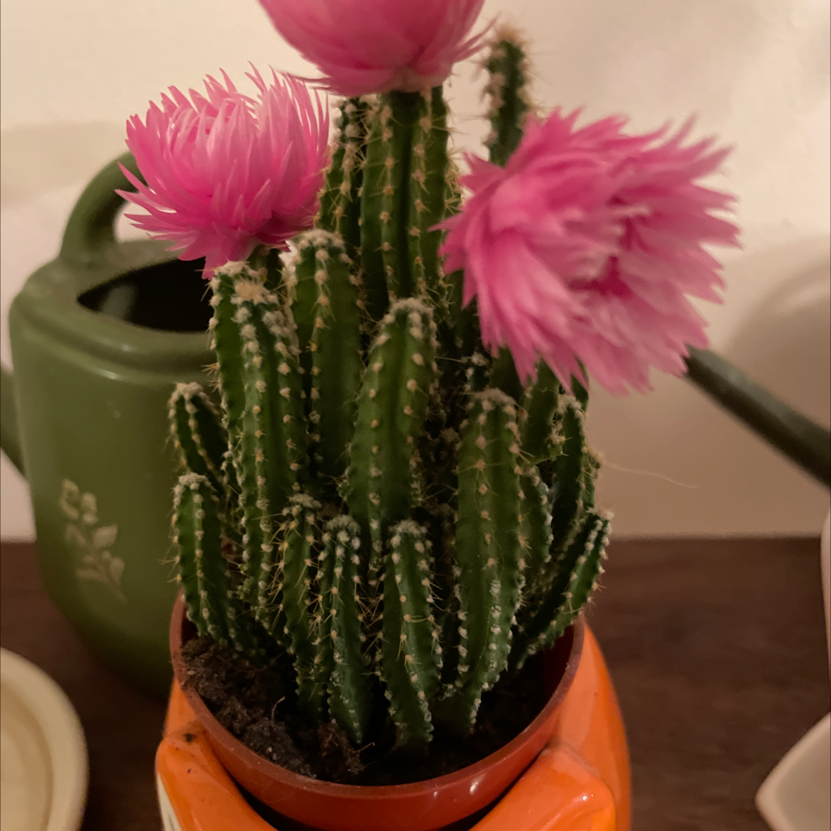 Hedge Cactus with vibrant pink flowers in a pot, appearing healthy.