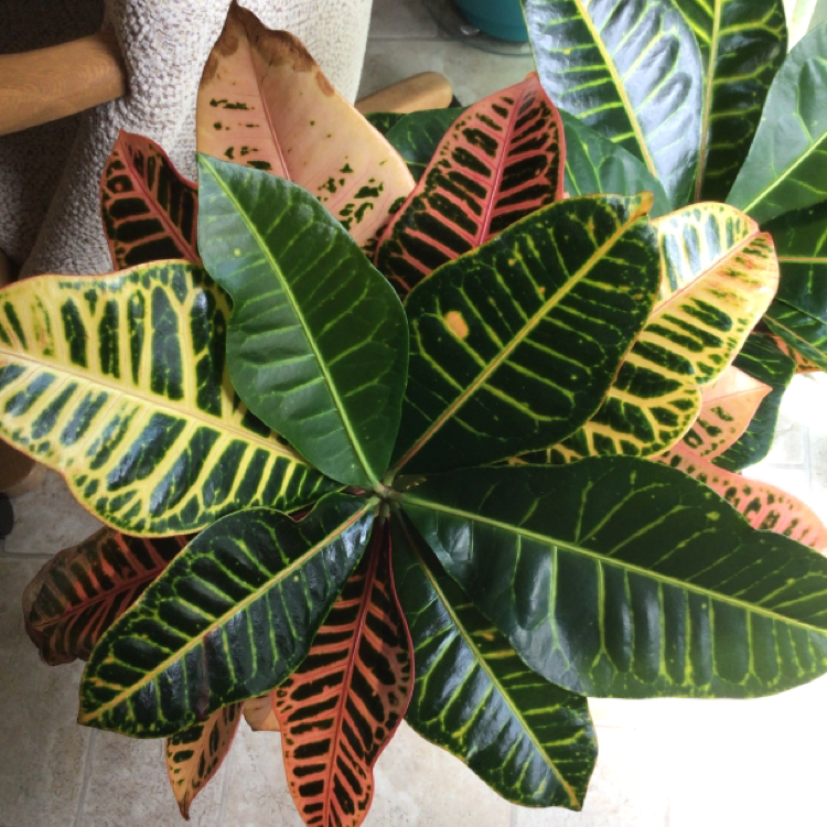Photo of the plant species Gold Dust Croton by Jane named Julie on Greg, the plant care app