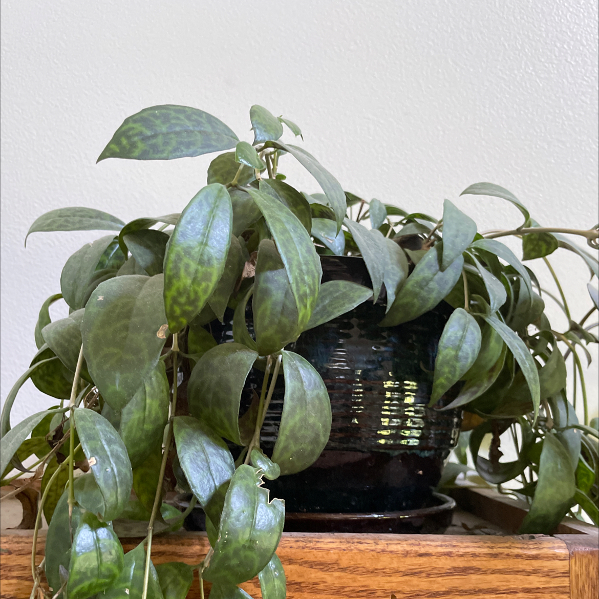 Black Pagoda Lipstick Plant in a pot with healthy patterned leaves.