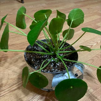 Chinese Money Plant plant in Foster, Rhode Island