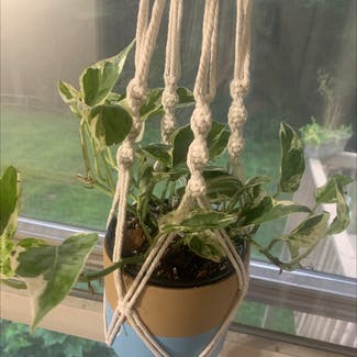 Pearls and Jade Pothos plant in Foster, Rhode Island