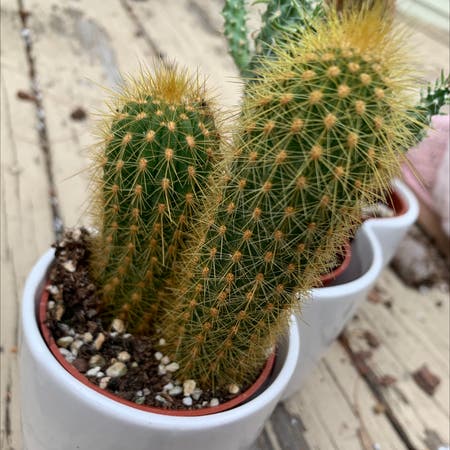 Photo of the plant species Cleistocactus icosagonus by Themotherclucker named Cleistocactus icosagonus on Greg, the plant care app
