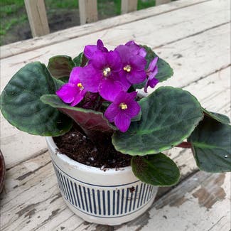 African Violet plant in Foster, Rhode Island