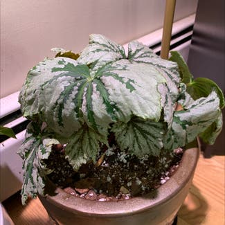 Begonia 'Spectre Silver' plant in Foster, Rhode Island