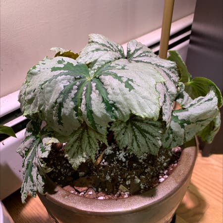 Photo of the plant species Begonia 'Spectre Silver' by Themotherclucker named Begonia ‘Spectre Silver’ on Greg, the plant care app