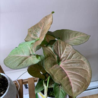 Pink Syngonium plant in Foster, Rhode Island
